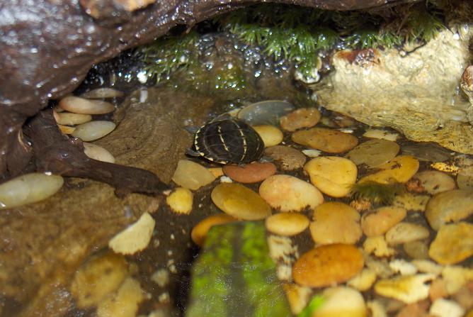 3-Stripe Mud Turtle in Vivarium