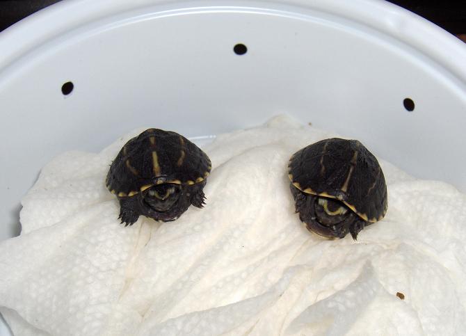 3-Striped Mud Turtles