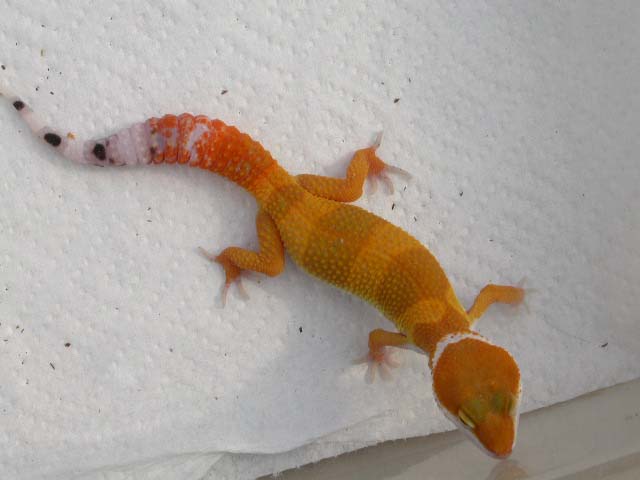 3 weeks old no flash in sunlight