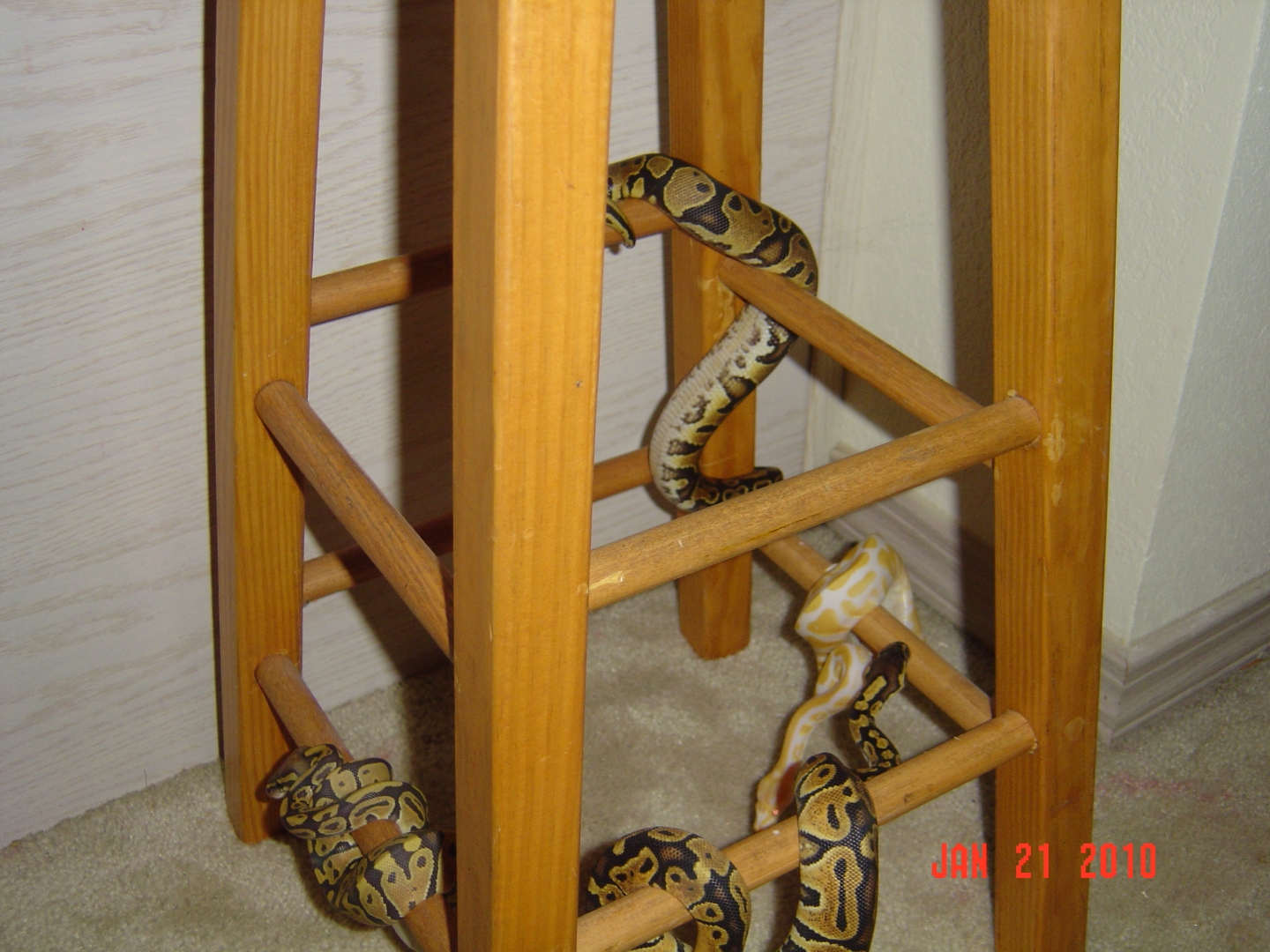 4 BP's on a jungle gym