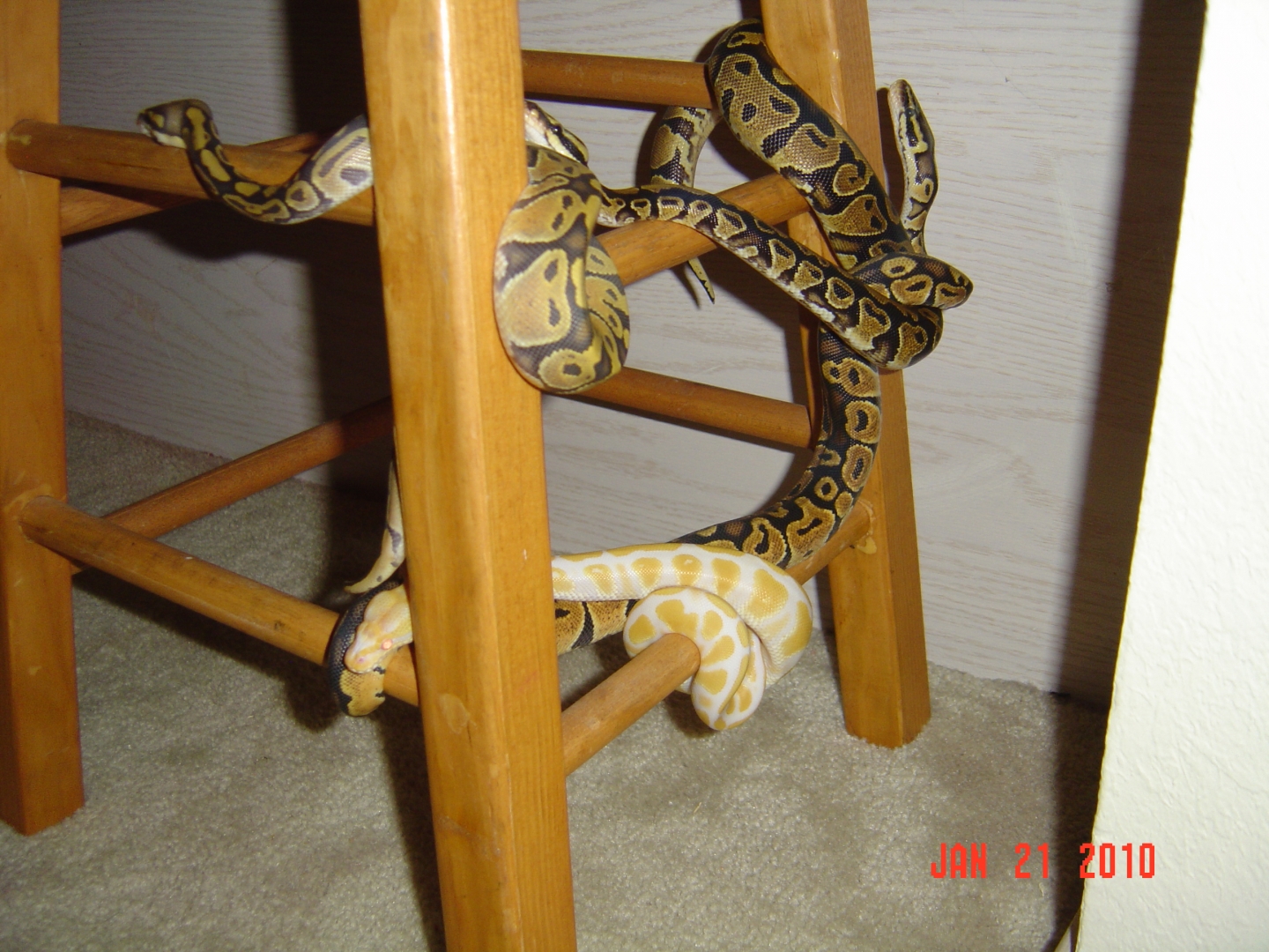 4 BP's on a jungle gym