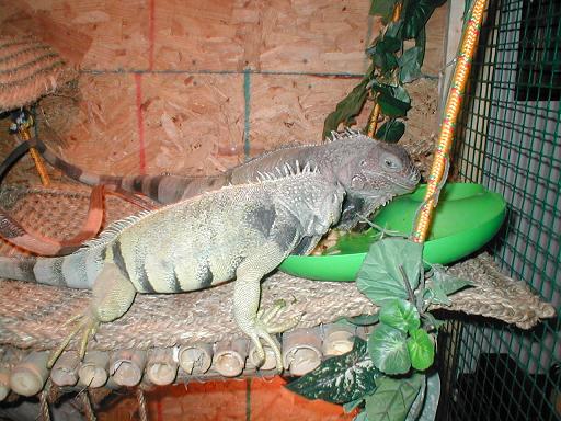 4 Year Old Male Iguana