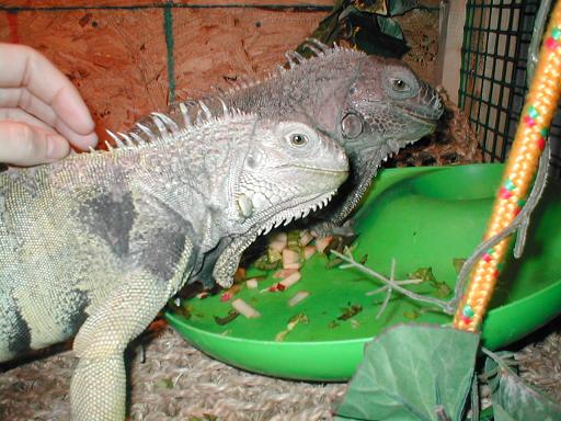 4 Year Old Male Iguana