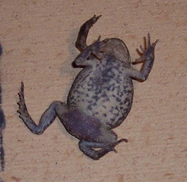 5 legged Toad