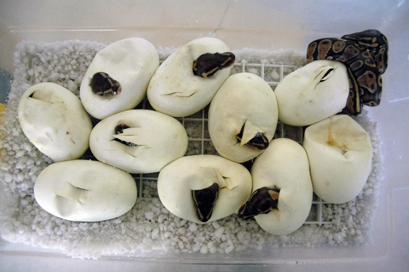 5 stunning high-white Piebalds and 10 perfect 100% Het Piebalds eggs