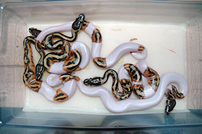 5 stunning high-white Piebalds and 10 perfect 100% Het Piebalds eggs