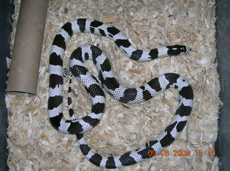 50/50 Cali. King  female
