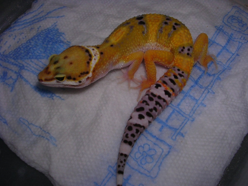 50 days old, 37 grams, 7 1/2 inches