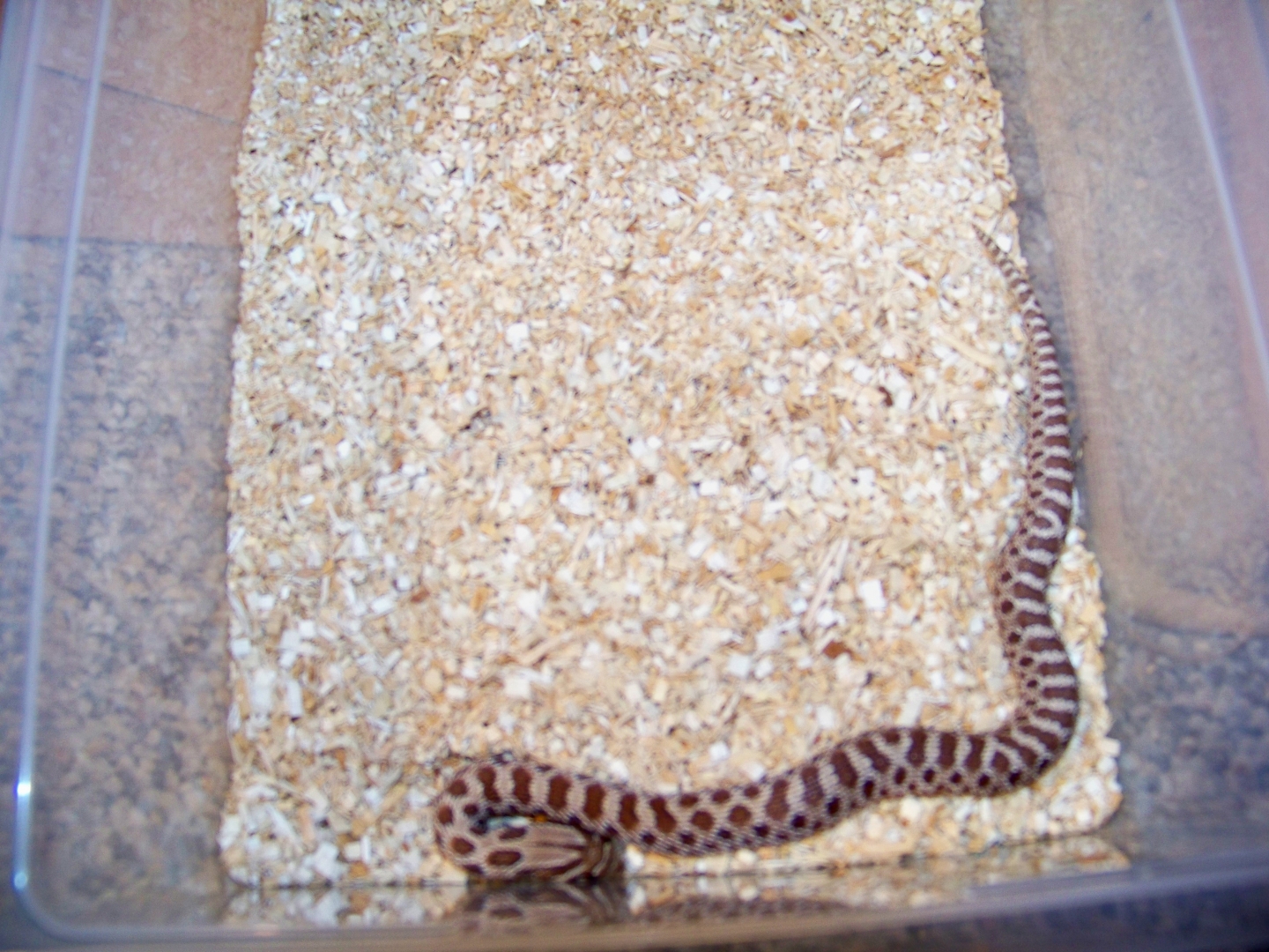 50% Poss Het Axanthic