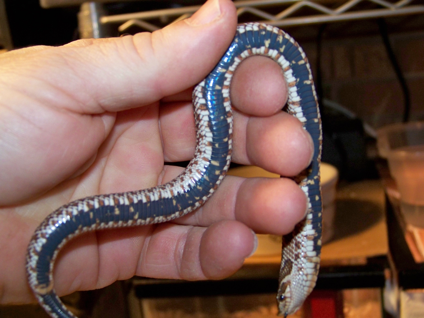 50% Poss Het Axanthic