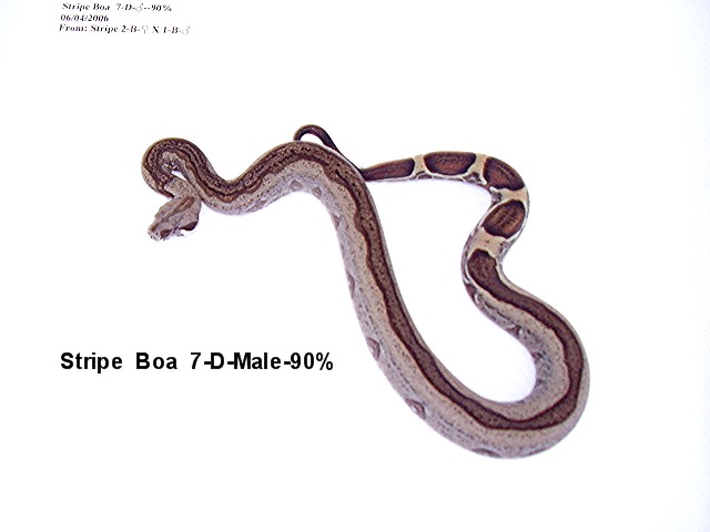 7-D-Male-90%
