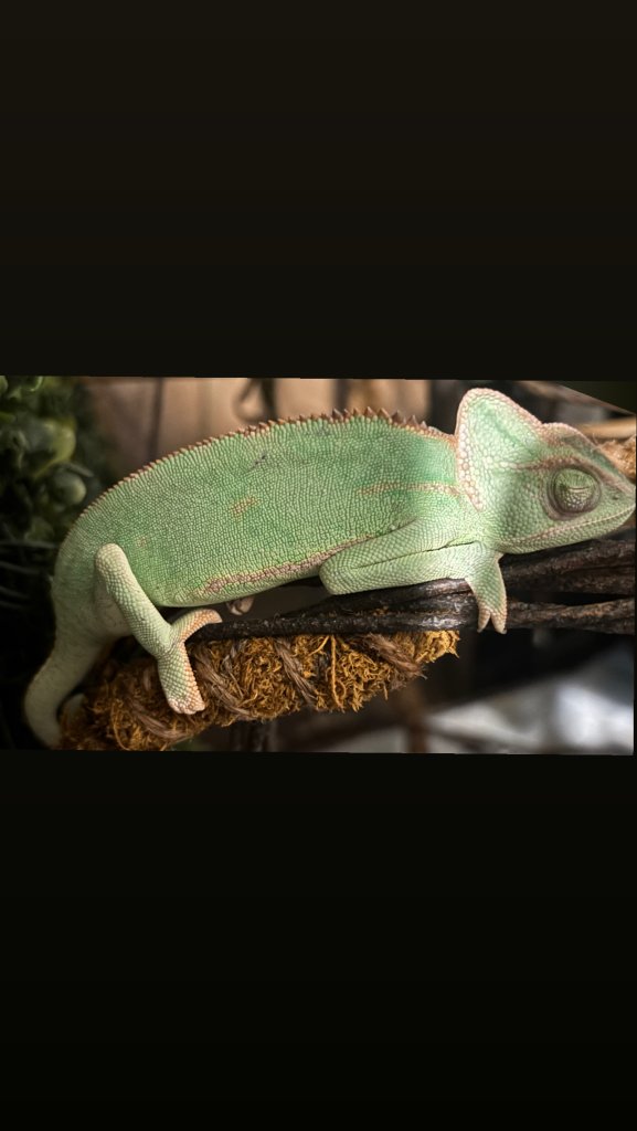 7/mo veiled chameleon