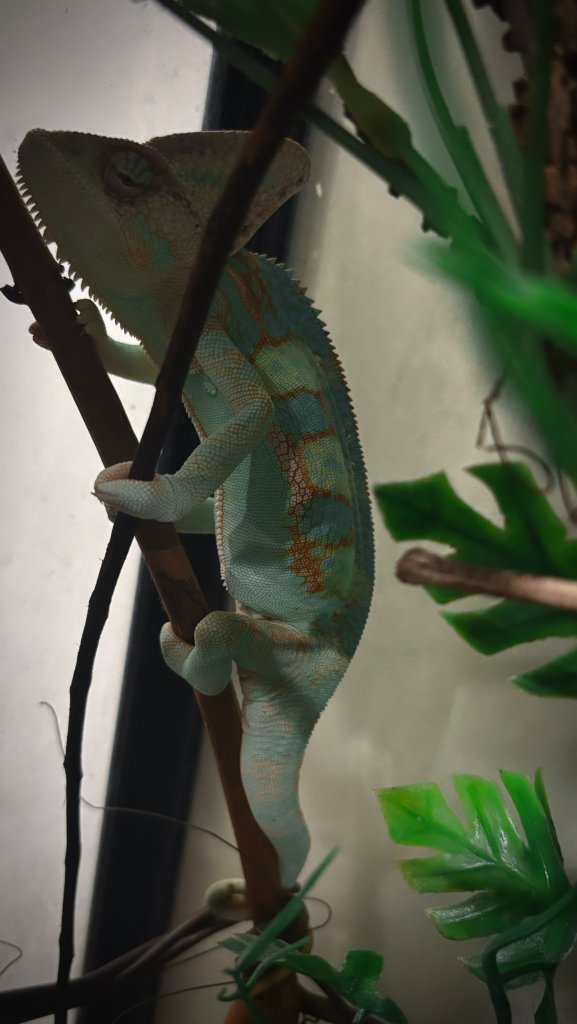 7 month old veiled chameleon
