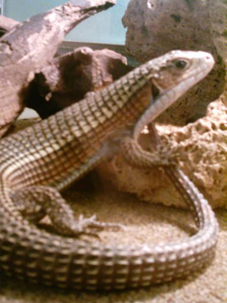 7 years old Sudan Plated Lizard [Gerrhosaurus Major]