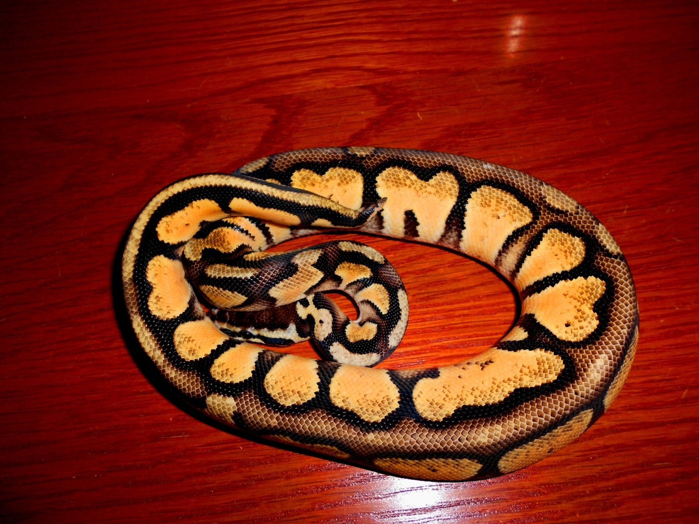 700gr Pastel Orange Dream