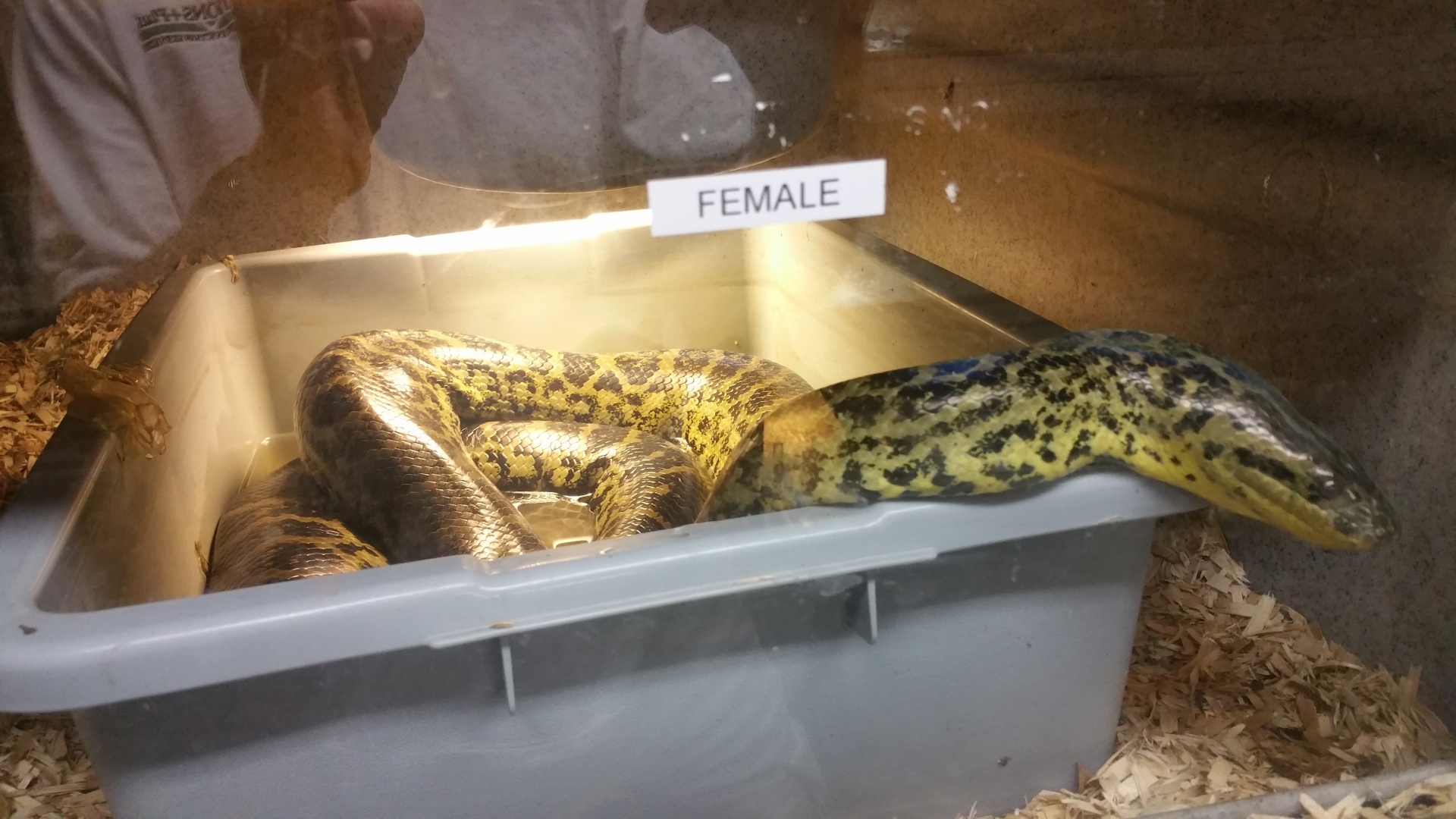 8 Ft Female Yellow Anaconda