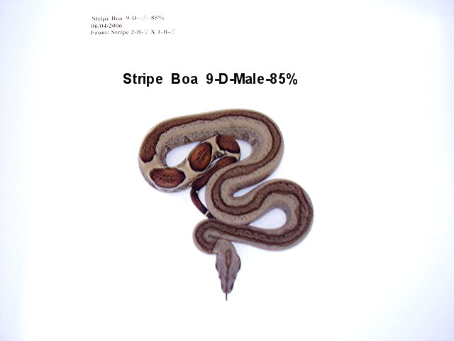 9-D-Male-85%