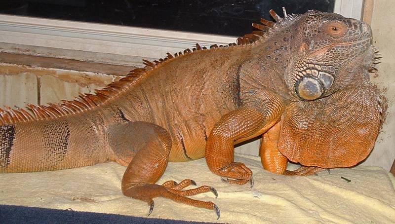 9 yr male  Iguana