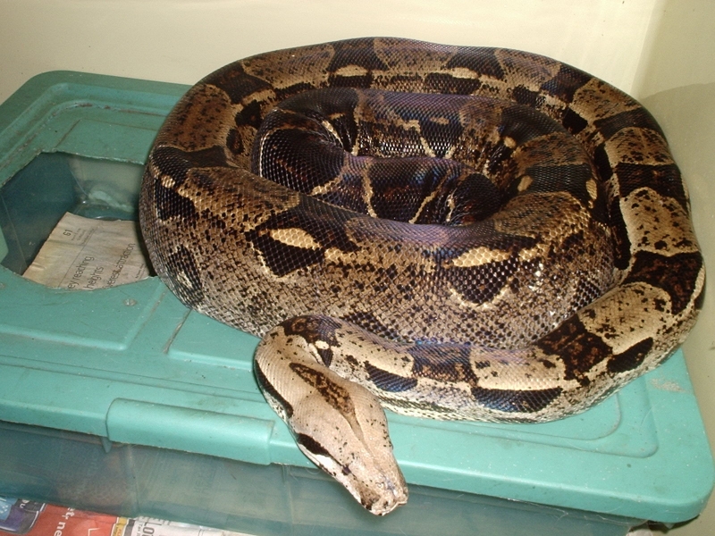 99 male het for albino