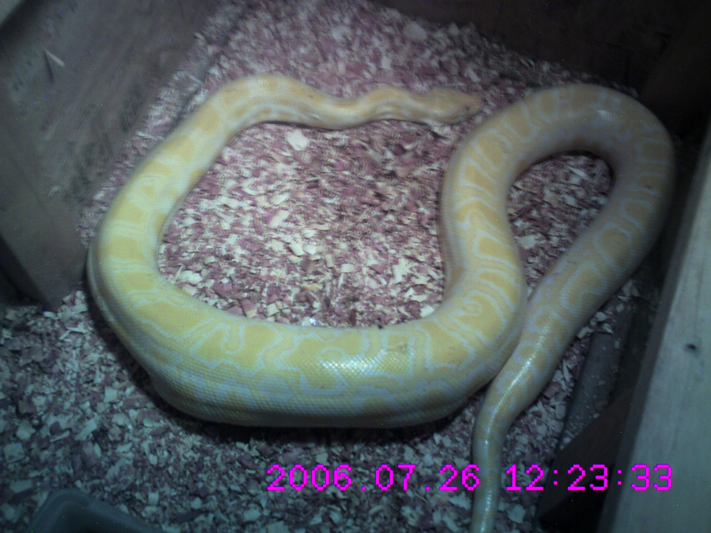 9ft albino burmese python