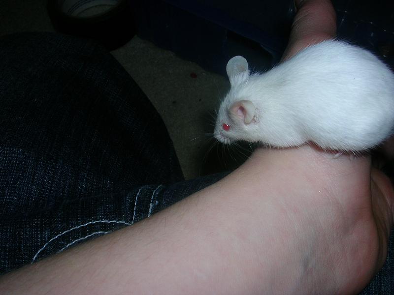 A breeder mouse