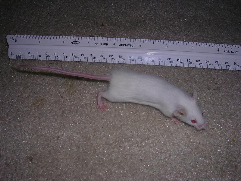 A breeder mouse