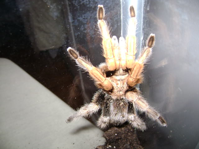 A. chalcodes Adult Female