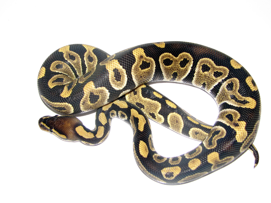 A few of my snakes
