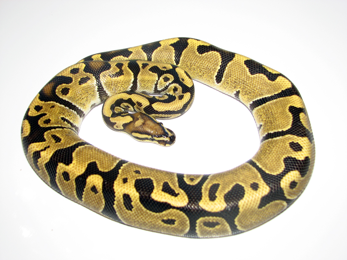 A few of my snakes