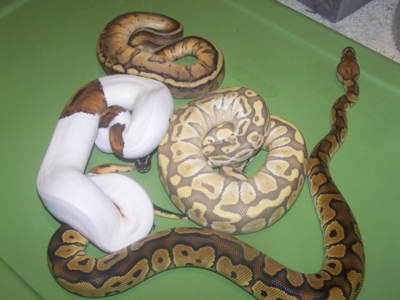 A few of my snakes