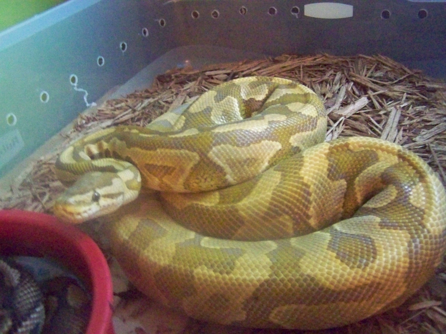 A few of my snakes
