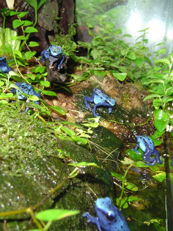 a group of azureus