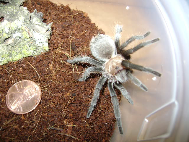 A. hentzi Juvenile Female