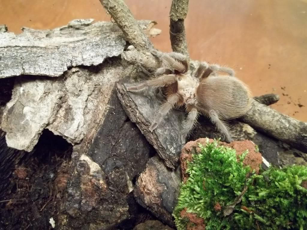 A. hentzi Juvenile Female