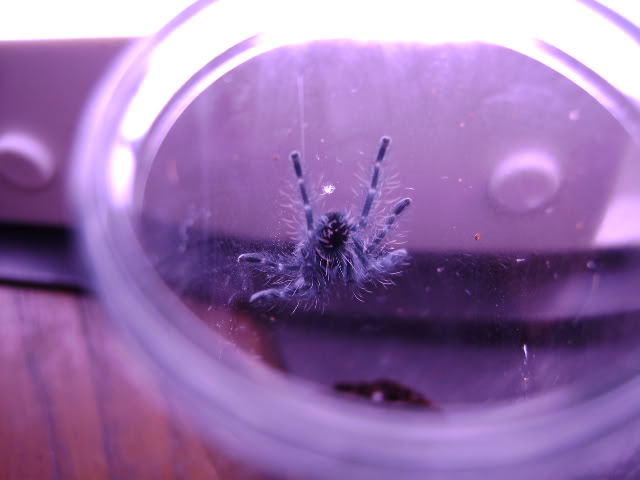 A. versicolor Sling