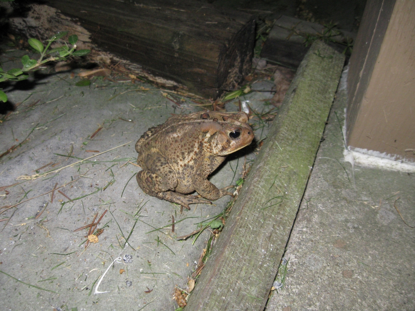 A visitor on a June evening