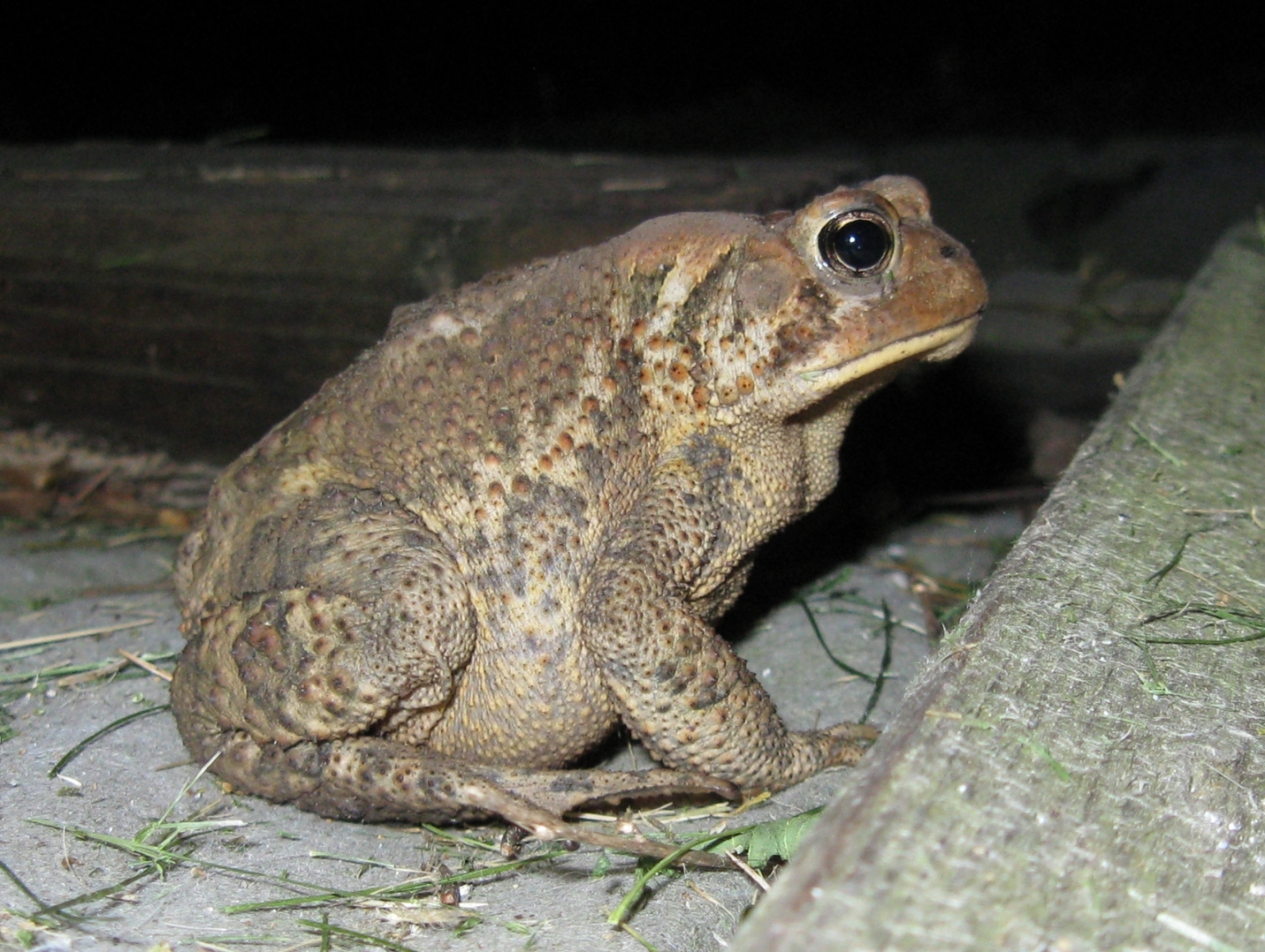 A visitor on a June evening