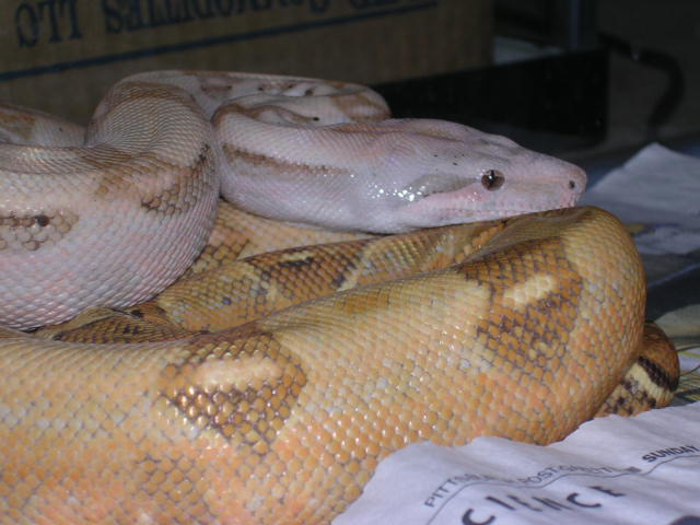 A14