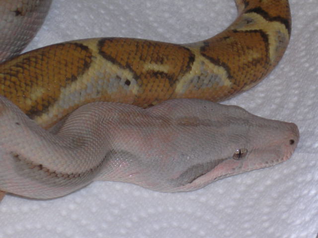 A5-pastel hogg