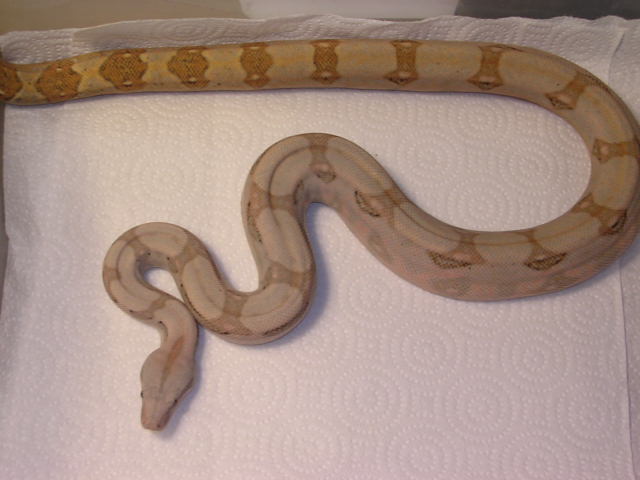 A7-05 F pastel hogg