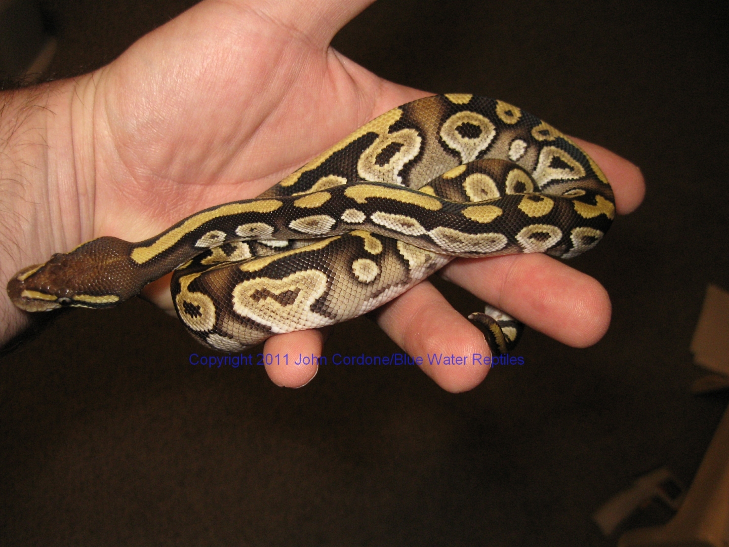 AB2011-7 Male Mojave