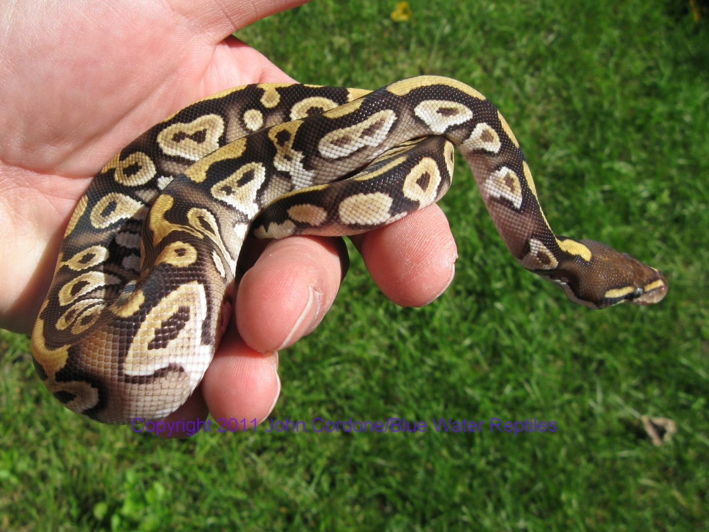 AB2011-7 Mojave Male