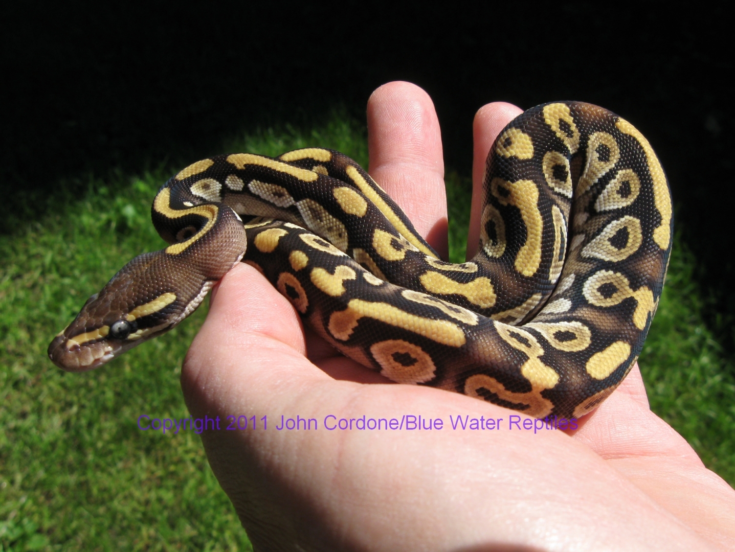 AB2011-7 Mojave Male
