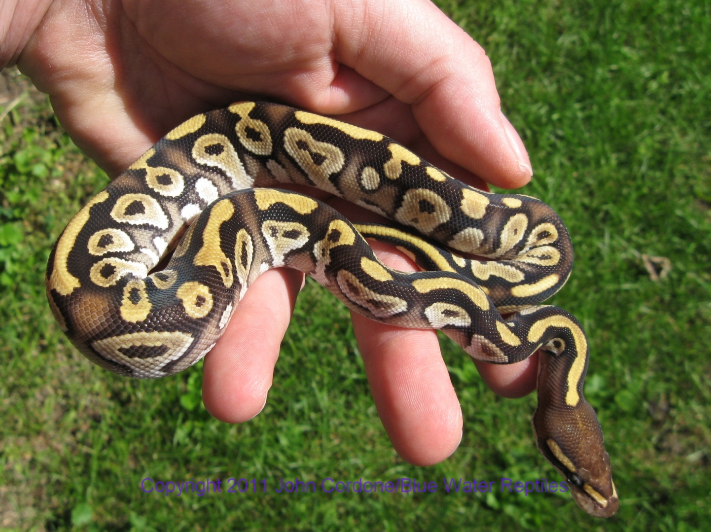 AB2011-7 Mojave Male