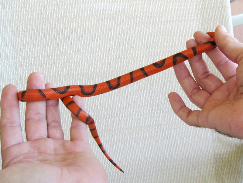 aberrant hypo Honduran