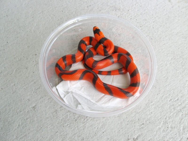 aberrant hypo pic #2