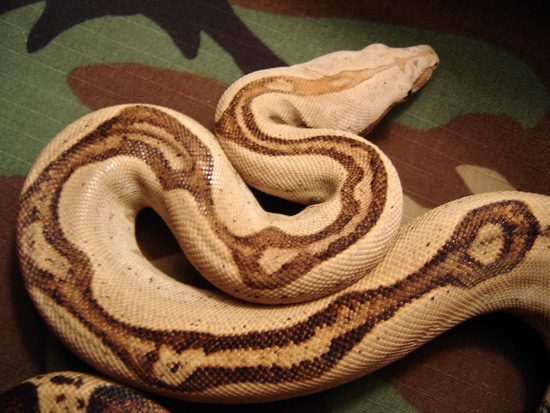 Aberrant Normal Male Boa