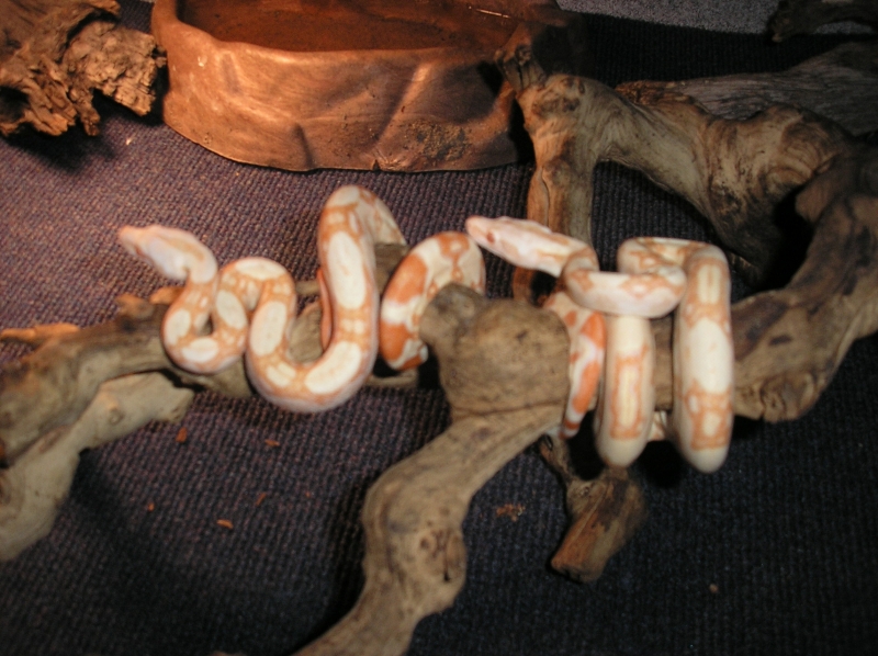 Abino Columbian Red Tail Boas