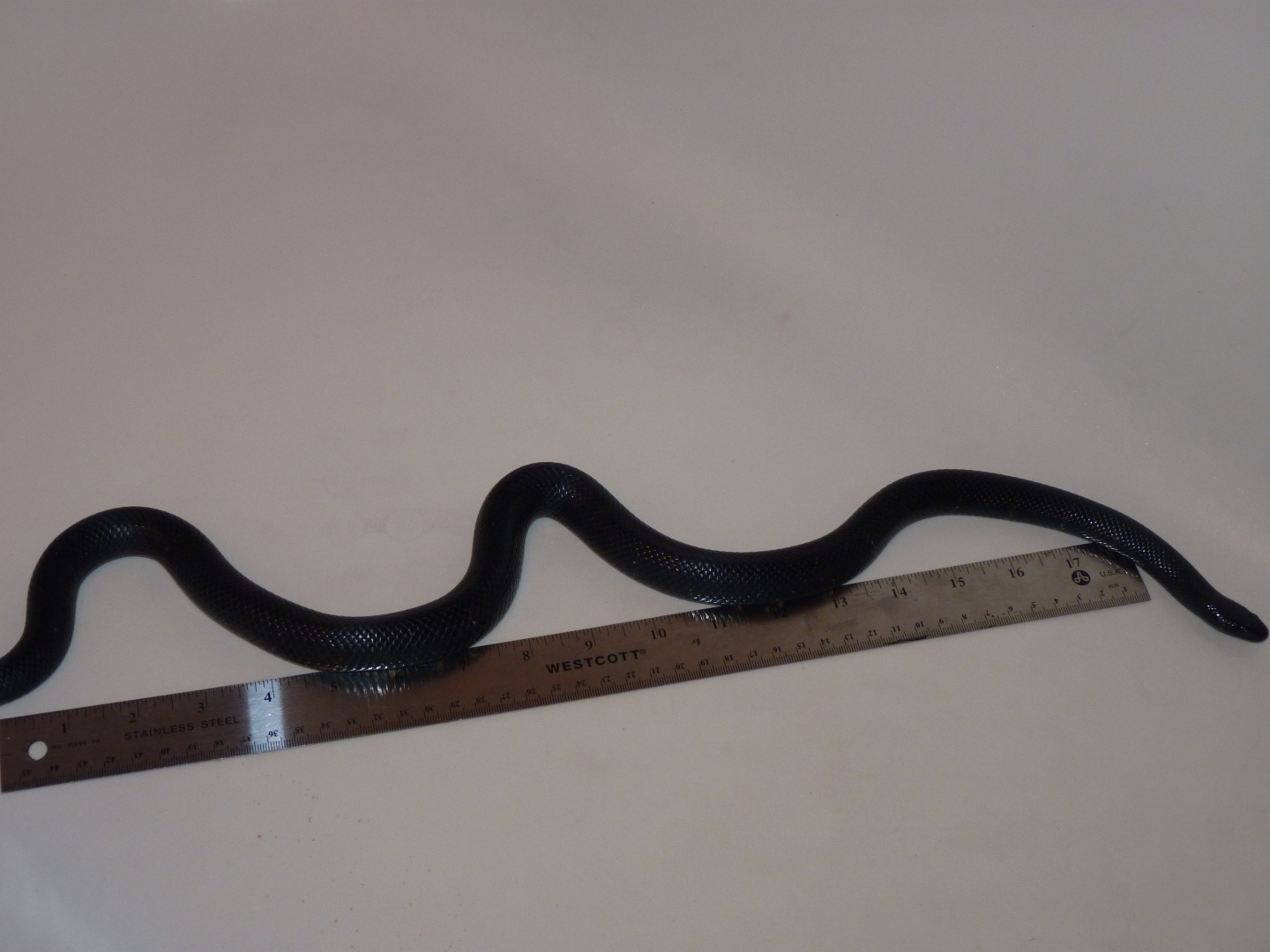 Accidental hybrids Mexican Black King X Black Milk Snake