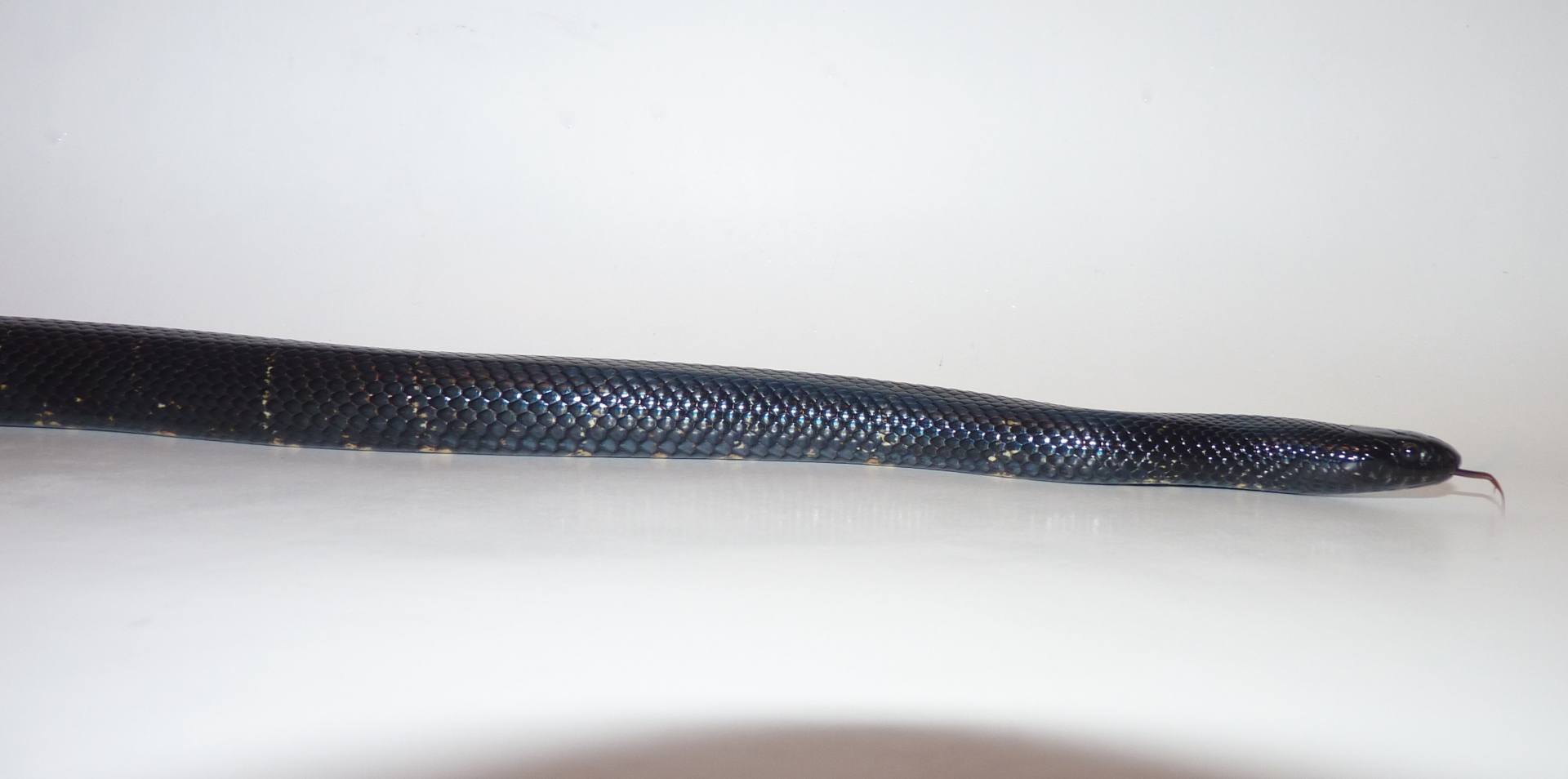 Accidental hybrids Mexican Black King X Black Milk Snake